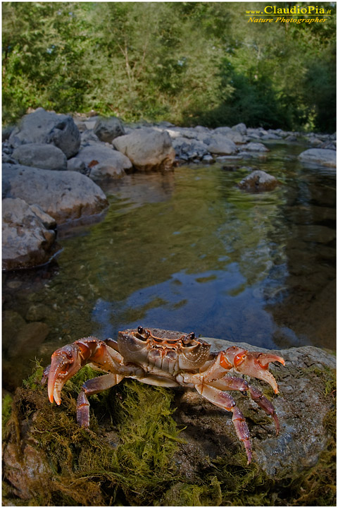 Potamon fluviatile, granchio d'acqua dolce, fresh water crab, fotografia, val di vara